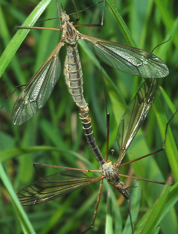 Tipula vernalis?